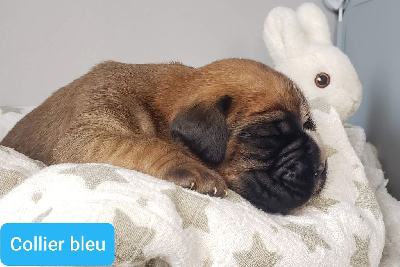 CHIOT 2 - Collier bleu